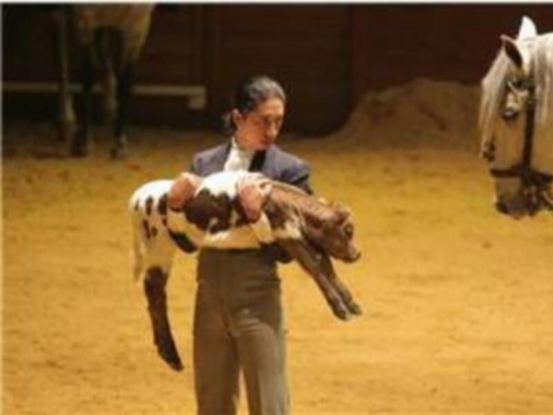 FIBES Y LA UNIÓN DE CRIADORES DE TOROS DE LIDIA CELEBRAN EL X ANIVERSARIO DE LA FERIA MUNDIAL DEL TORO DEL 6 AL 10 DE FEBRERO DE 2008