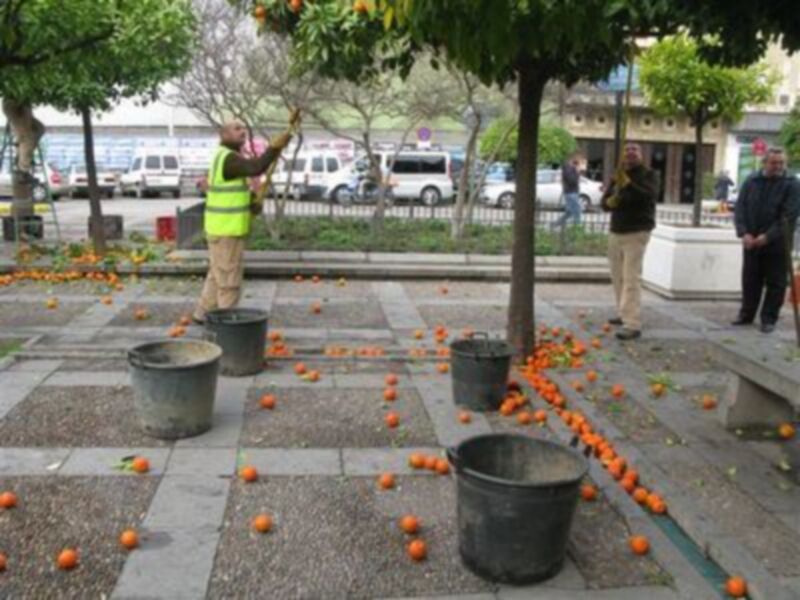Un hombre en un chaleco amarillo y otro en una chaqueta negra están arreglando naranjas en un parque. Hay varios cubos de basura y una fila de naranjas alineadas en el suelo. Al fondo, se ven coches y edificios.