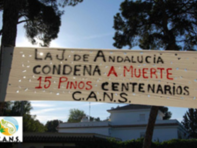 CANS denuncia que la Junta condena a muerte a 15 pinos centenarios en Chipiona.