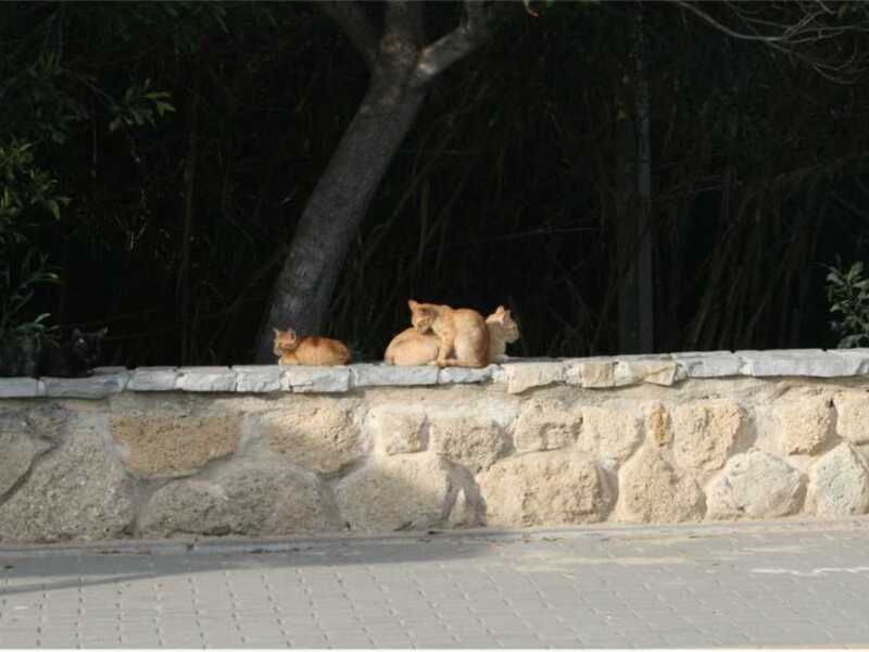 EL GRUPO ECOLOGISTA C.A.N.S. DE CHIPIONA DENUNCIA PÚBLICAMENTE LA PROLIFERACIÓN DE GATOS EN LA LAGUNA