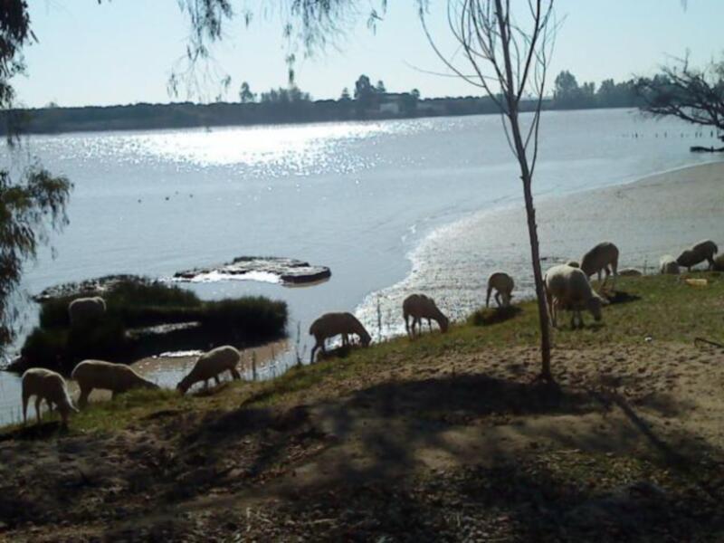 Coria del Río
