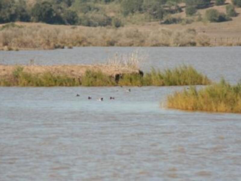 La Cañada de los Pájaros celebrará el Día de los Humedales con la liberación de más de 200 fochas cornudas y cercetas pardillas 