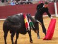 Un torero en el ring con un toro negro adornado con flores de colores. El torero sostiene una muleta roja y el toro está listo para la lucha. La arena es de color amarillo y el fondo muestra una pared roja.