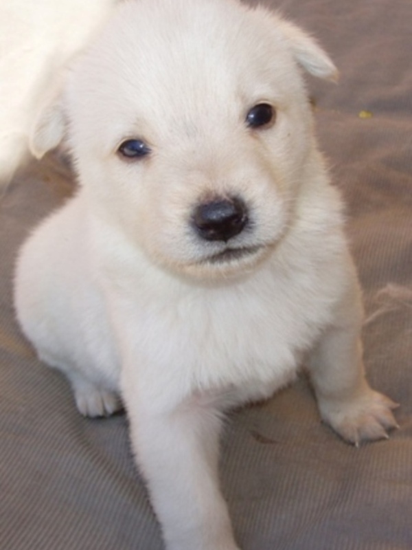 Un cachorro blanco con ojos grandes y pelaje suave está sentado en una superficie de terciopelo.