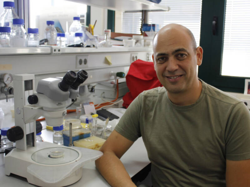 Científicos de la Universidad Pablo de Olavide hallan la cura para la diabetes del gusano C.Elegans