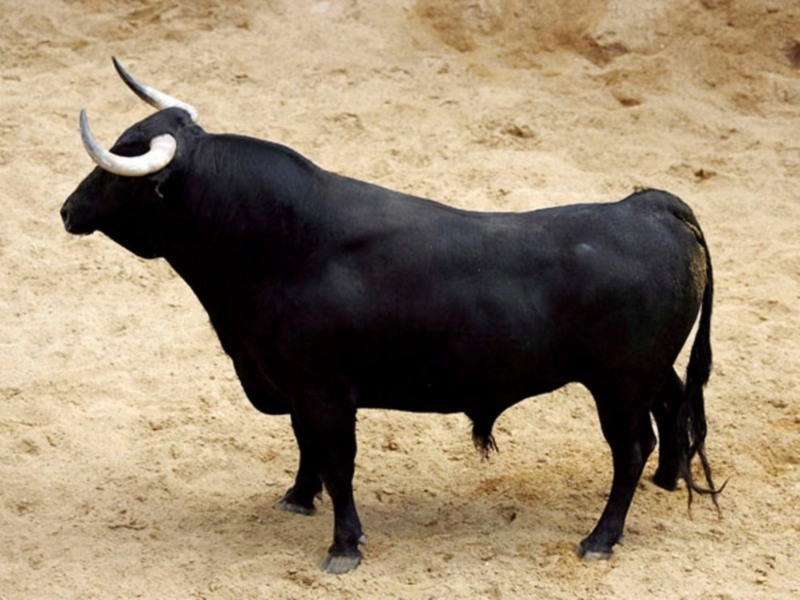 Orden de lidia de los toros de Hrdos. del Excmo. Sr. Conde de la Maza par a la quinta de abono en Sevilla