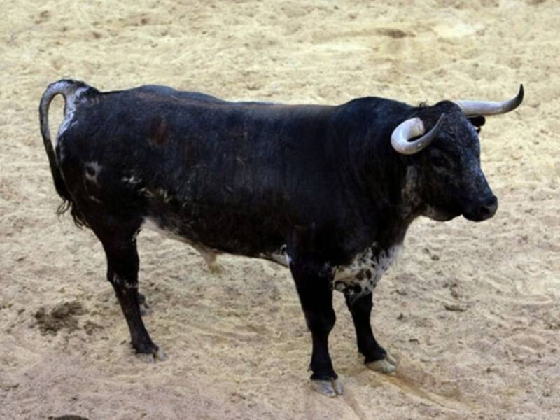 Orden de lidia de los toros de Hrdos. del Excmo. Sr. Conde de la Maza par a la quinta de abono en Sevilla