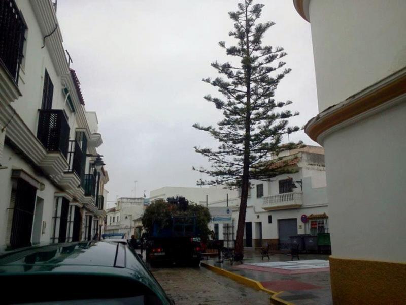 El PP tala la araucaria de la plaza vieja al margen del pueblo. ¿dónde estan ahora los ecologistas?(Chipiona)