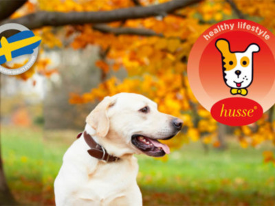 La empresa de productos para mascotas Husse recomienda qué hacer antes de viajar con un animal de compañía
