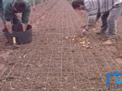 Abierto el plazo para solicitar subvención para jóvenes agricultores que quieran instalar su primera explotación.(Chipiona)