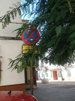 El Ayuntamiento de Sevilla señaliza las calles en las que se realizará la poda del arbolado