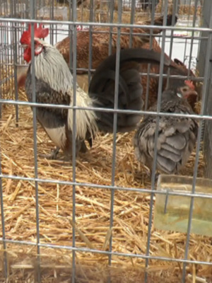 900 ejemplares se muestran hasta el domingo en la segunda Exposición Avícola Costa de la Luz