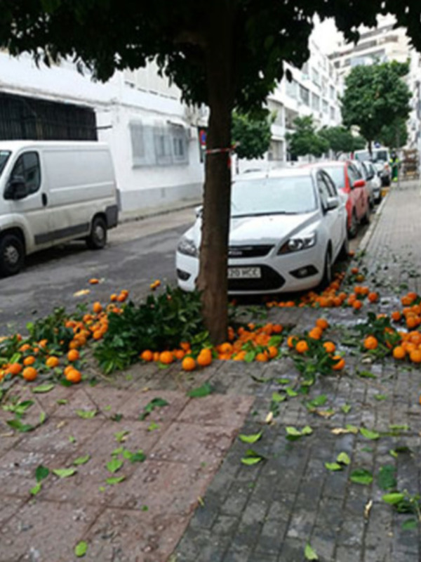 Comienza la recogida de naranjas en las calles de Sevilla