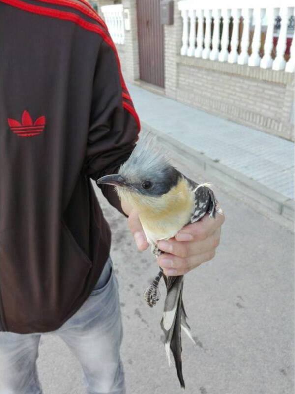 El grupo CANS recuperó durante el inicio febrero varias gaviotas(Chipiona) 