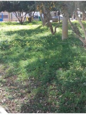 IZQUIERDA UNIDA DE CHIPIONA SOLICITA  LA ADECUACIÓN DEL PARQUE JOSÉ MERCÉ.