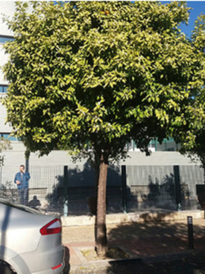 Sevilla capital mundial del azahar