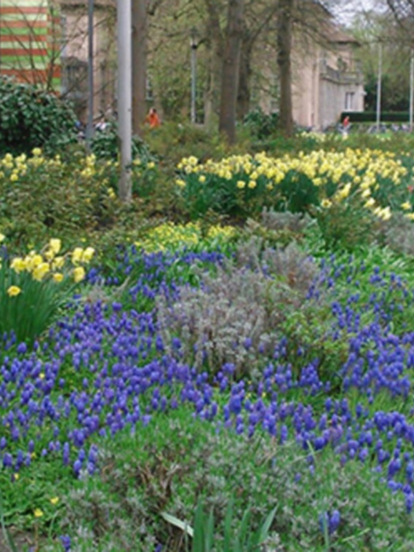 Bosque de flores azules y amarillas en un jardín urbano junto a un camino peatonal.