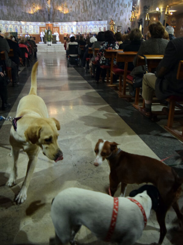 La Iglesia de las Flores bendijo los animales por el día de su patrón.