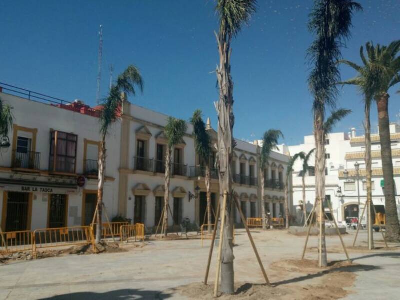 Finaliza la plantación de quince cocos plumosos en la Plaza Juan Carlos I