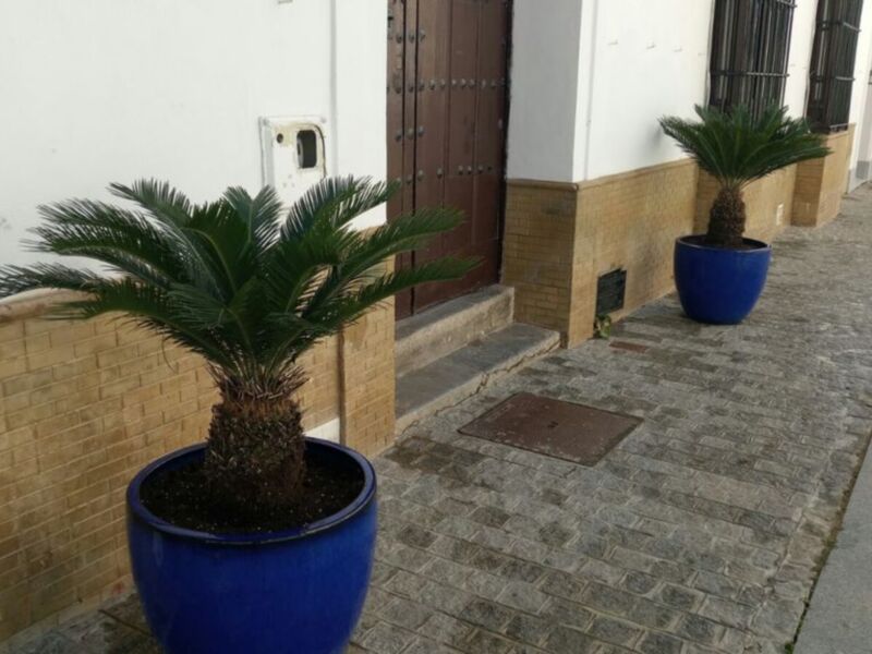 La mejora del entorno de Juan Carlos I continúa con la colocación de maceteros de cerámica con plantas en Fray Baldomero