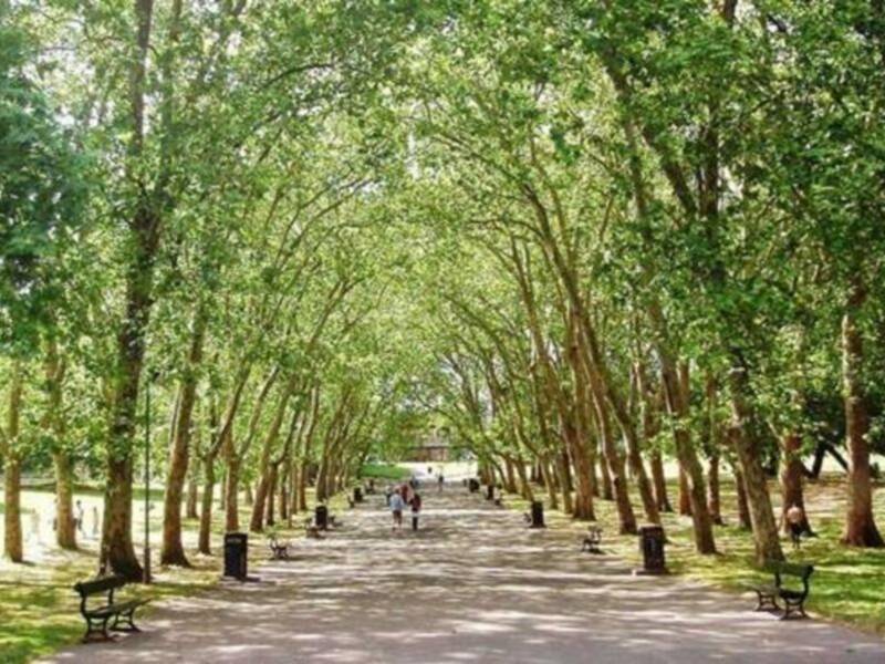 La Arboricultura tomada en serio: valorar al arborista para proteger al ciudadano y al árbol.