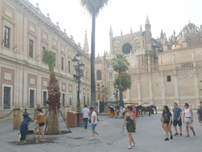 El Ayuntamiento de Sevilla realiza plantación de palmeras en la ciudad