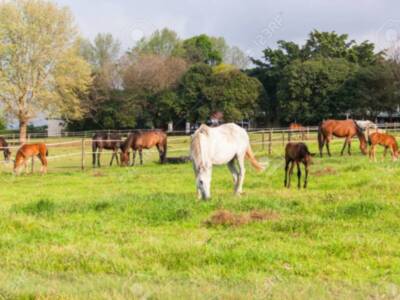 Una campaña municipal conciencia en Chipiona sobre las condiciones en las que hay que mantener a los caballos y restantes equinos
