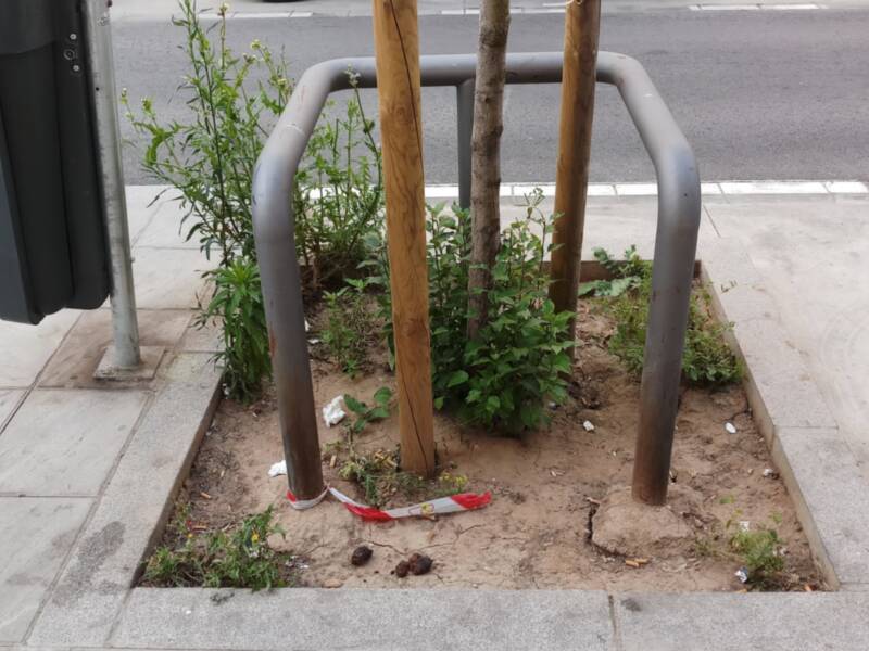 Los excrementos de perros en acerados y el abandono de alcorques sin árboles, una urgencia pendiente de resolver en Los Remedios.