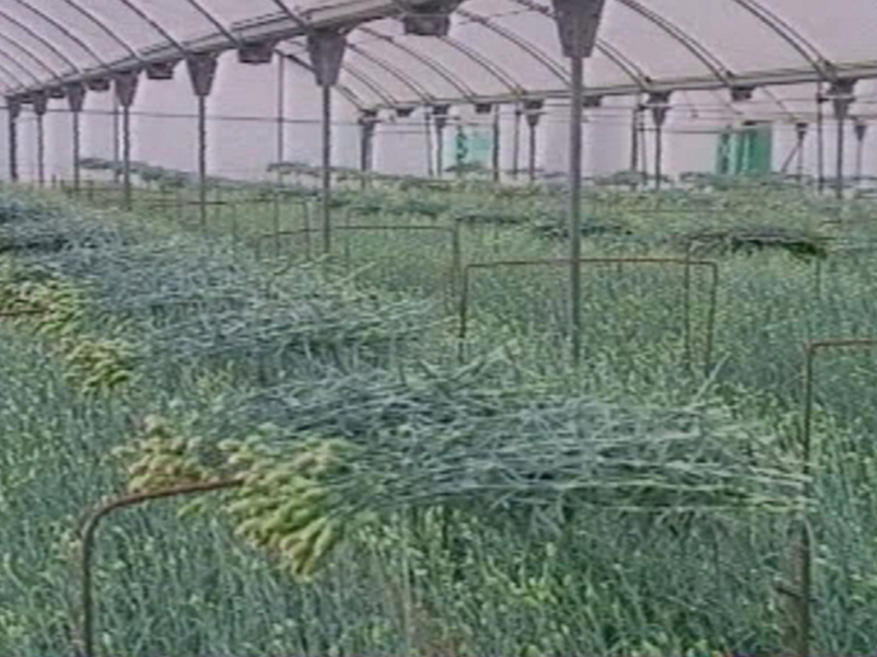 El Ayuntamiento de Chipiona asesorará sobre dos ayudas de la Junta por pérdidas en la flor cortada y para nuevos productos agrícolas