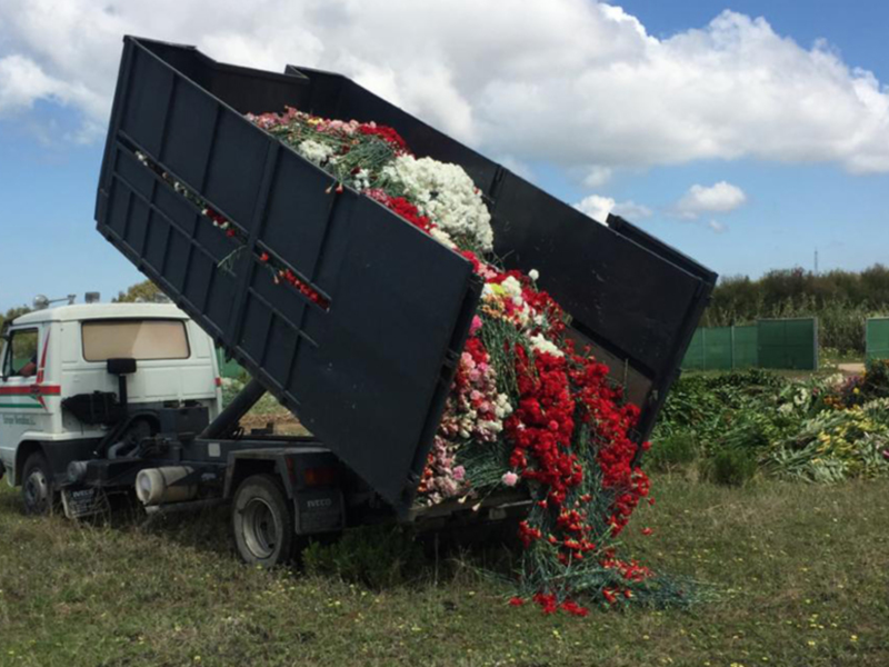 Las ayudas de la Junta por la destrucción de flor cortada y ornamental por la crisis del covid-19 se pueden solicitar hasta el 5 de noviembre