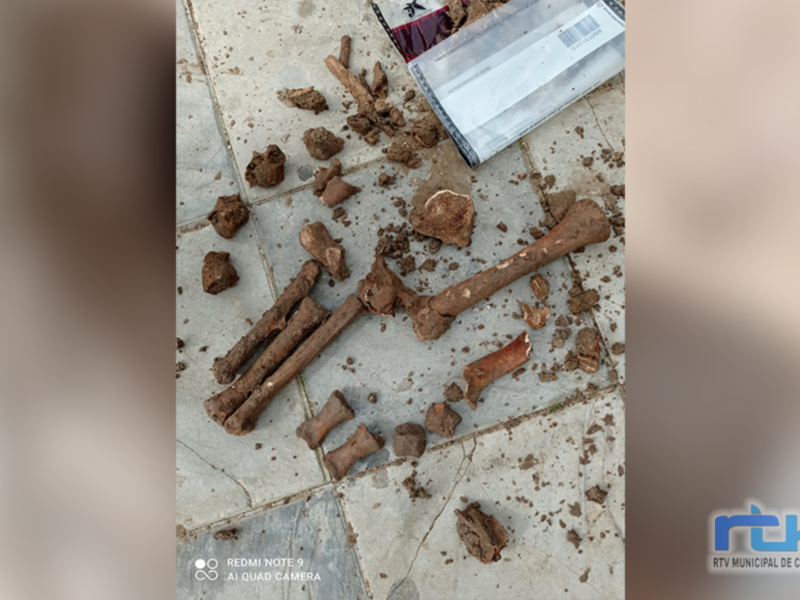 Tano Guzmán informa que los restos óseos encontrados en la avenida de Rota podrían ser de un pequeño equino