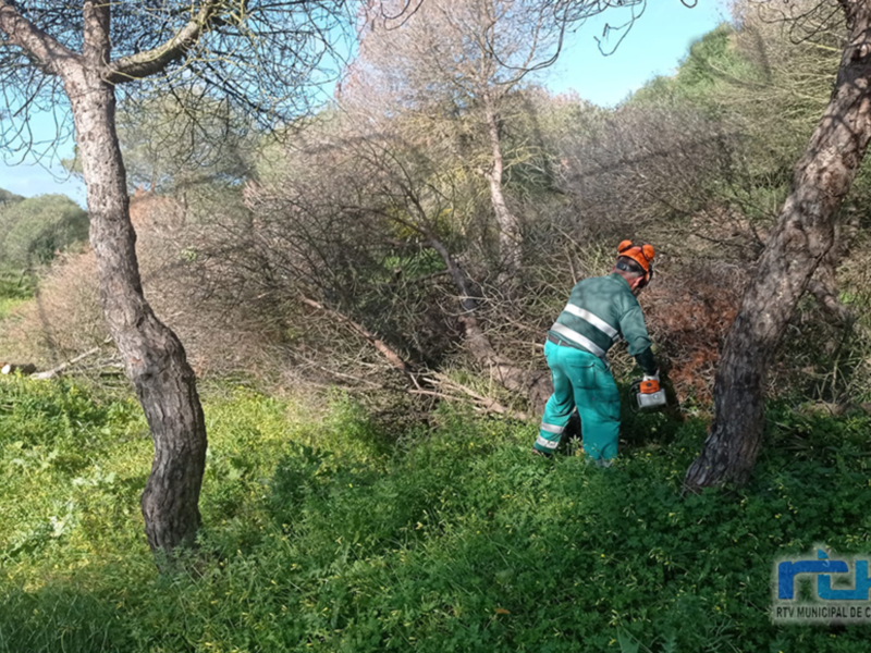 Actuación urgente contra la plaga del blastofago en el pinar de Peritanda que podría obligar a talar más de un centenar de árboles