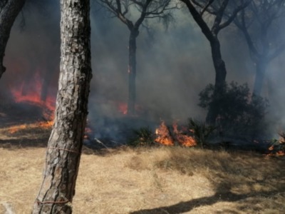 Estabilizado el incendio producido hoy en la zona del pinar del Abulagar 