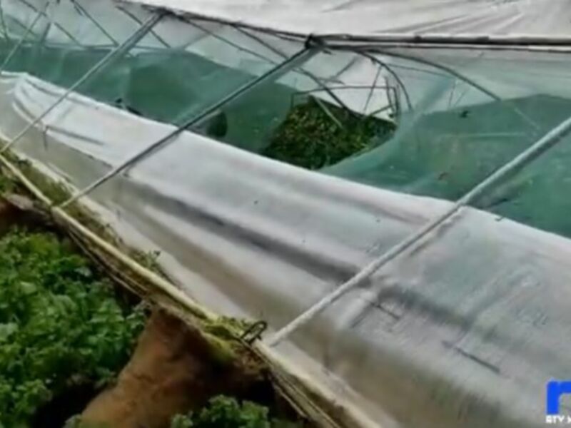 El tornado del pasado miércoles deja más de 20 hectáreas agrícolas afectadas en Chipiona