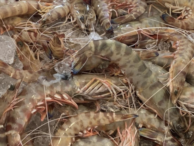 El langostino de Sanlúcar, protagonista el domingo en "Tierra y Mar"