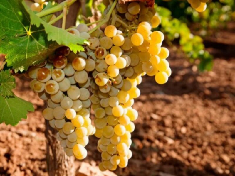 Aprobado un convenio para editar el libro ‘Breve historia del Vino de Chipiona, del Vinum Gaditanum al Moscatel’