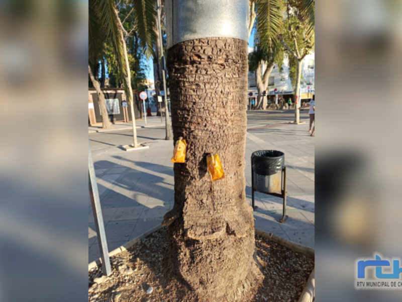 Tercera aplicación de endoterapia contra la plaga del picudo rojo en las palmeras de espacios y vías públicas de Chipiona