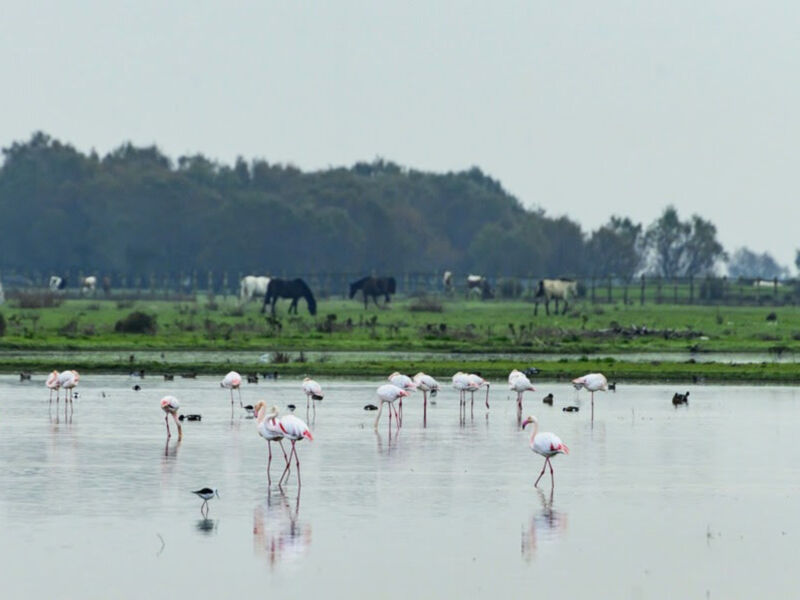 La TV andaluza emite "Doñana 4 estaciones, 365 días", todo un paseo por la marisma
