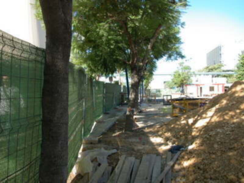 Un árbol grande en un área de construcción con una cerca verde, tierra y algunos vehículos.