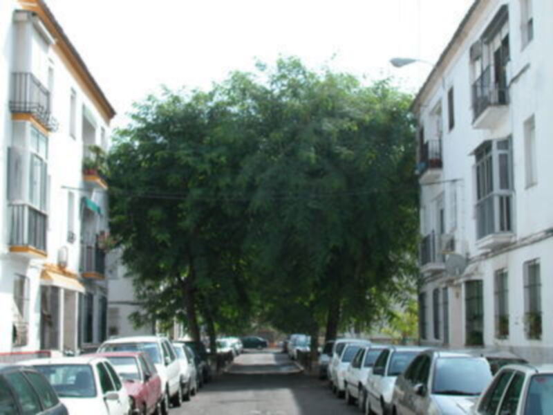 Un camino adoquinado flanqueado por edificios blancos y verdes, con árboles frondosos que forman un camino natural.
