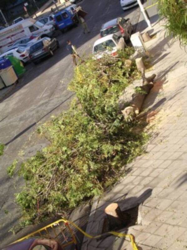 Una persona corta ramas caídas en una acera de piedra, mientras otros vehículos y personas observan desde la calle.