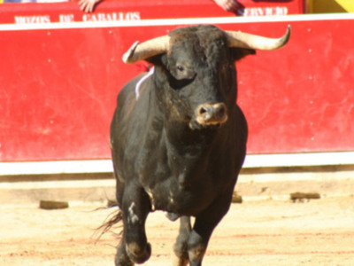 Si naces toro