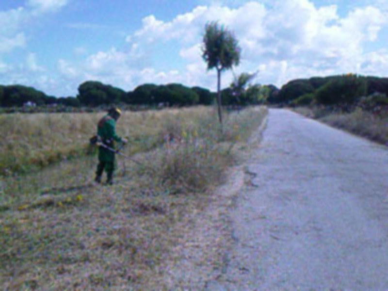 Continúan las tareas de desbroce en el pinar de Chipiona 