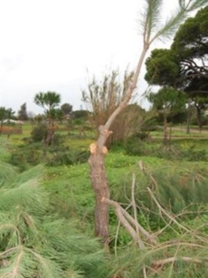 CANS denuncia poda indiscriminada y vergonzosa  en el pinar de Chipiona 