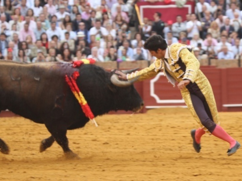 Un torero en traje de luces lanza un capote hacia un toro en una corrida de toros.