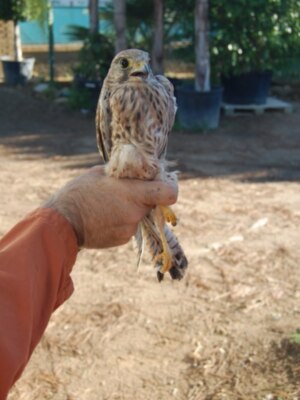 CANS, incansable en la recuperación de especies protegidas(Chipiona)