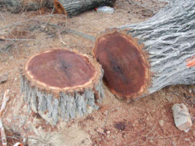 Consiguen talar tres olmos centenarios en Chipiona