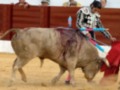 Un torero maneja un toro en una corrida de toros, con el público observando en el fondo.