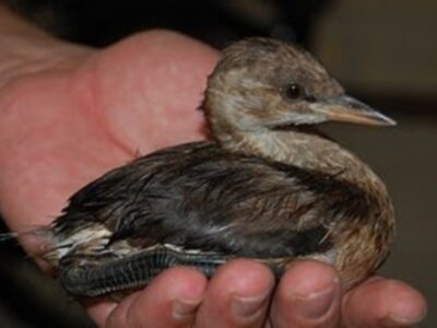 Recuperan especies en zonas de Chipiona 