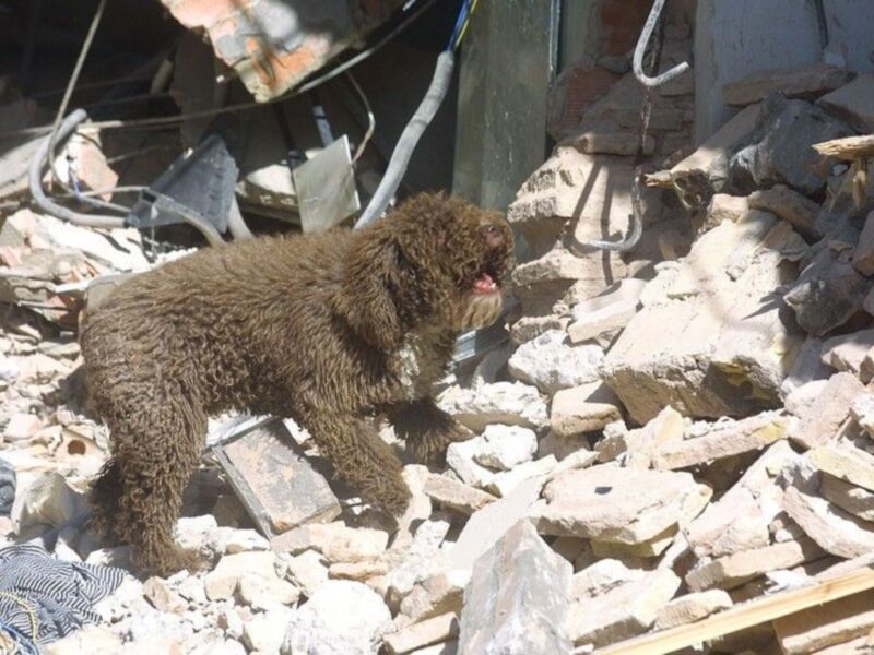Delegación de la Universidad de Buenos Aires constató oficialmente que el Método ARCÓN es el sistema que logra optimizar la eficacia en los Perros de Salvamento